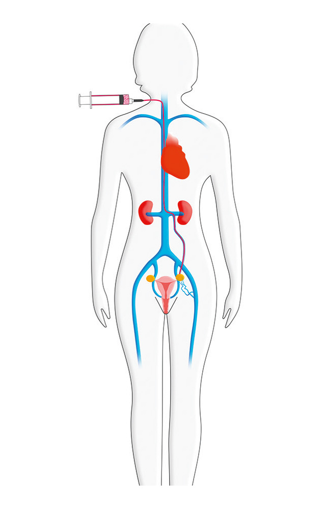 image of woman body organs.