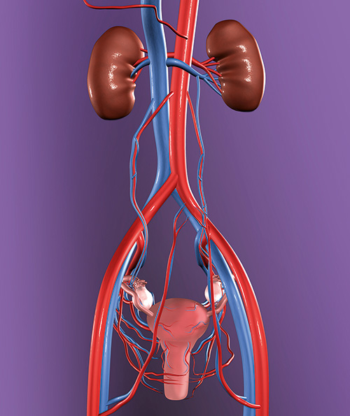 Kidneys, Uterus, Arteries and Veins