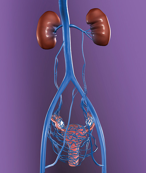 Kidneys, Uterus, Arteries and Veins